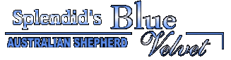 Blue Velvet Logo